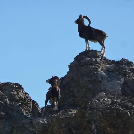 شقة Joli Cosy Au Coeur De La Montagne Corse
