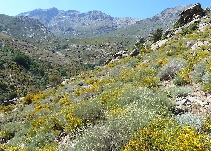 Joli Cosy Au Coeur De La Montagne Corse *